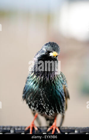 Un colorato tame comune, starling Sturnus vulgaris, seduto sul retro di una sedia di vimini in corrispondenza di un'area picnic dove il suo tentativo di neutralizzare il cibo Foto Stock