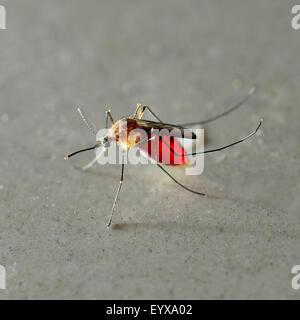 In prossimità di una zanzara pieno di sangue Foto Stock