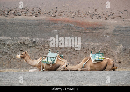 Due dromedario cammelli, Camelus dromedarius, parte di un più grande treno turistico a Lanzarote, Spagna sdraiarsi in appoggio tra i gruppi di turisti in visita Foto Stock