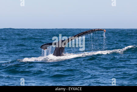 Humpback Whale's fluke visibile al largo di Knysna, Sud Africa Foto Stock