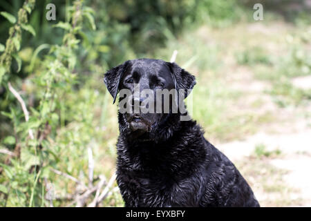 Attento labrador nero Foto Stock