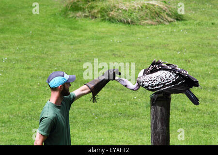 Vulture essendo alimentato da un lavoratore in l'Uccello centro vicino a Aberdeen, Scozia Foto Stock