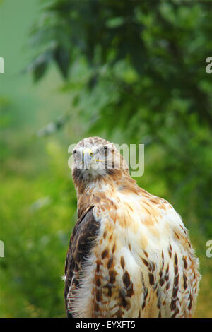 Comune Poiana (Buteo buteo) bel ritratto con verde sfondo naturale Foto Stock