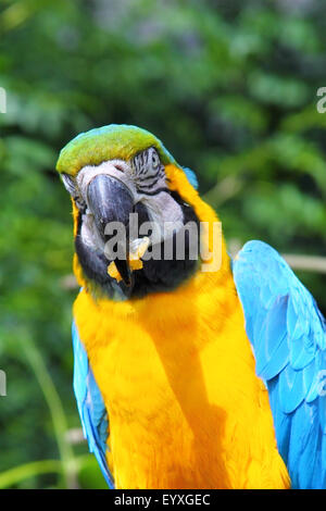 Blu e Oro macaw / Ara Ararauna mangiare il pranzo in l'uccello vicino centro Cambernauld, Scozia Foto Stock