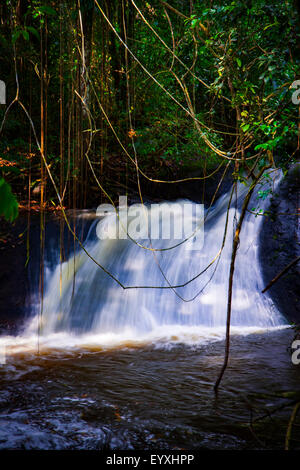 Nella giungla del Suriname con il Raleigh cade Foto Stock