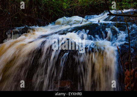 Nella giungla del Suriname con il Raleigh cade Foto Stock