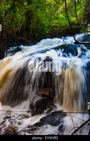 Nella giungla del Suriname con il Raleigh cade Foto Stock