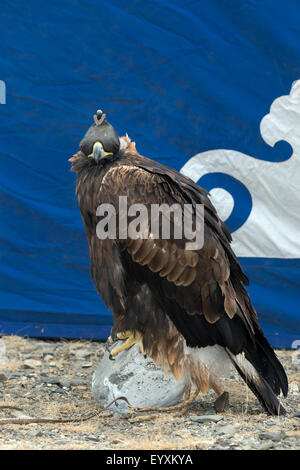 Parcheggiato golden eagle Eagle Festival, Olgii, Mongolia occidentale Foto Stock