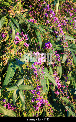 Fioritura viola nativo (Glicine Hardenbergia comptoniana) in Perth, Western Australia Foto Stock