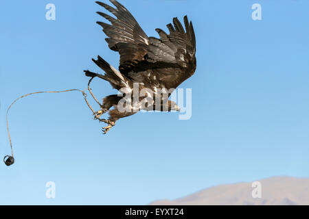 Golden Eagle volo libero, a ovest di Olgii, Mongolia occidentale Foto Stock