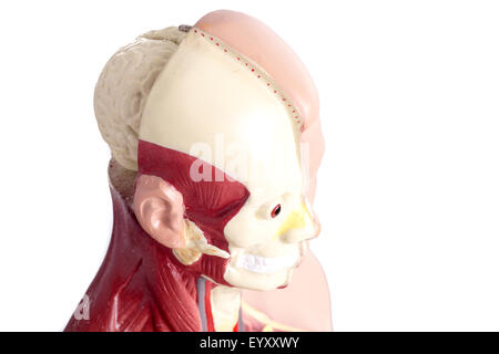 Anatomia umana modello utilizzato per insegnare agli studenti e pazienti circa il corpo di organi vitali di insegnanti e medici Foto Stock