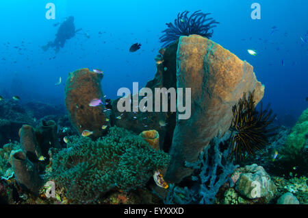 Un fotografo di immersioni stagliano sullo sfondo di una barriera corallina scena, Parigi Moutong, Sulawesi centrali, Indonesia, Pacific Foto Stock