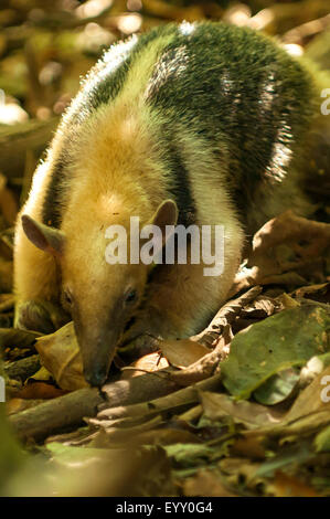 Tamandua tetradactyla, Anteater a collare, Araras Lodge, Pantanal, Brasile Foto Stock