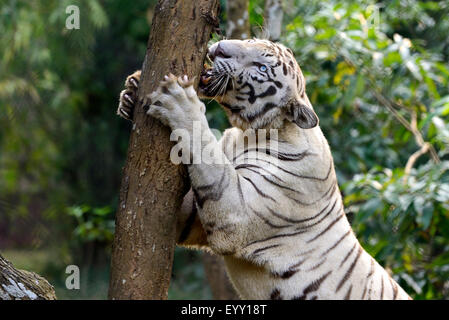 Royal bianco tigre del Bengala graffiare la corteccia di albero. Foto Stock