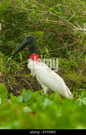 Jabiru Aeroporto mycteria, Cuiaba River, Pantanal, Brasile Foto Stock