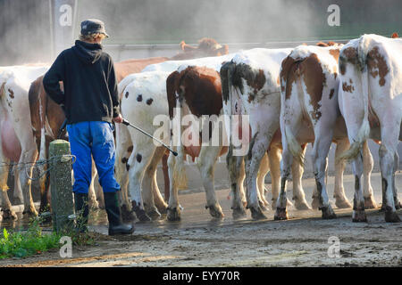 Gli animali domestici della specie bovina (Bos primigenius f. taurus), agricoltore lavaggio vacche con un tubo flessibile di acqua, Belgio Foto Stock