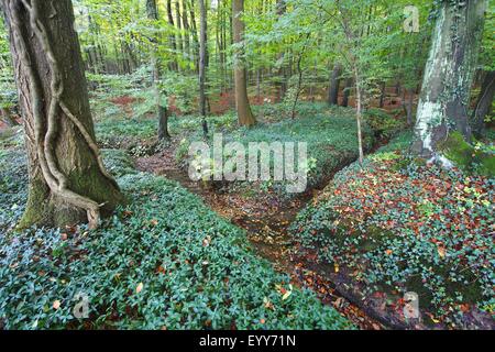 Comune di faggio (Fagus sylvatica), Meandro Dorenbosbeek nella foresta di faggio , Belgio, Brakel Foto Stock