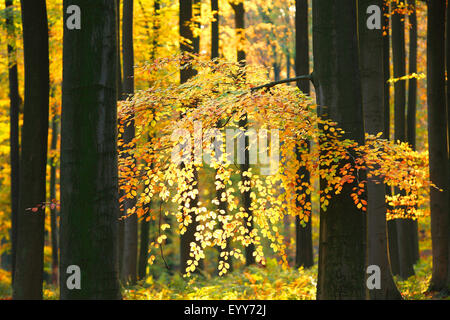 Comune di faggio (Fagus sylvatica), la foresta di faggio in autunno, Belgio, Ardenne, Beukenbos Foto Stock