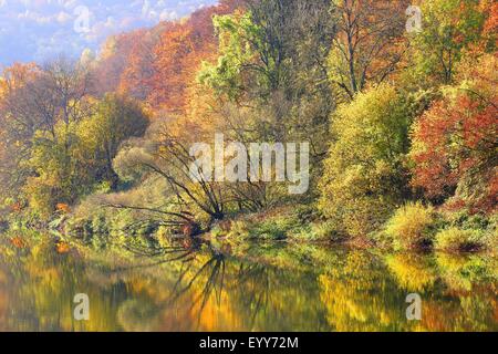 Foresta lungo il fiume Semois in autunno, Belgio, Ardenne Foto Stock