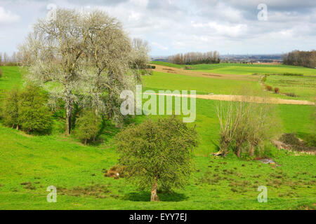 Paesaggio di Bocage con siepi e alberi, Belgio, Scherpenberg Foto Stock