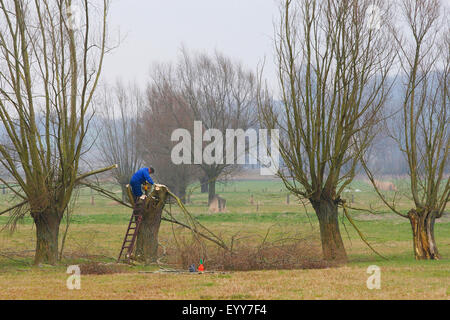 Willow, vimini (Salix spec.), volontario la potatura di alberi di salice durante lavori di manutenzione nella riserva naturale, Belgio Foto Stock