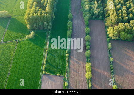 Aspen, Pioppo (Populus spec.), vista aerea a prati, campi e poplar grove, Belgio Foto Stock