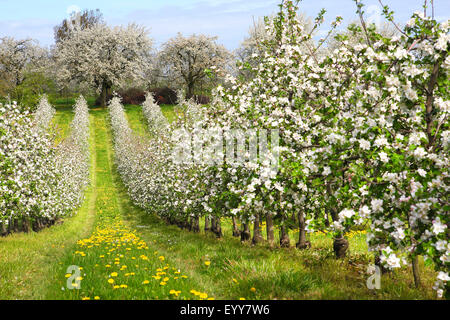 Apple tree (malus domestica), fioritura frutta mela albero frutteto con tarassaco , Belgio, Hesbaye Foto Stock