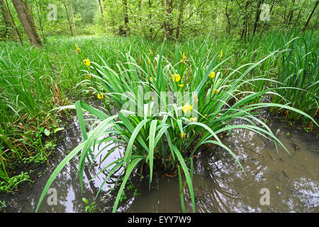 Iris gialla, bandiera gialla (Iris pseudacorus), nella foresta di brook, Belgio Foto Stock