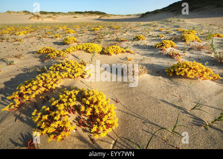 Stonecrop comune, mordere stonecrop, mossy stonecrop, parete di pepe, oro-moss (Sedum acre), nel paesaggio di dune, Belgio, Ter Yde riserva naturale, Nieuwpoort Foto Stock