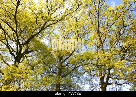 Comune di Quercia farnia, farnia (Quercus robur), in primavera a Sunshine, Francia Foto Stock