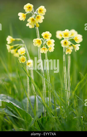 Vero oxlip (Primula elatior), fioritura, Belgio Foto Stock