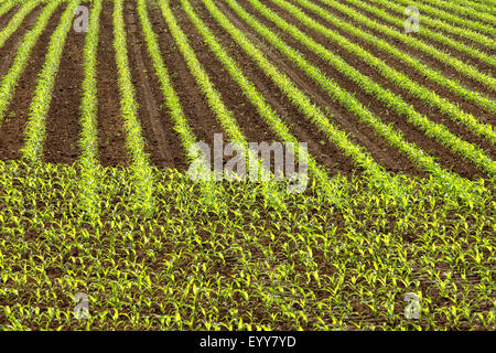 Mais indiano, mais (Zea mays), il campo con le giovani piante di mais, Belgio Foto Stock
