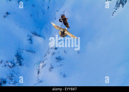 Lammergeier, Gipeto (Gypaetus barbatus), gipeto perseguitare un golden eagle prima innevato paesaggio di montagna, Svizzera Vallese, Leukerbad Foto Stock