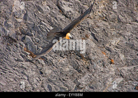 Lammergeier, Gipeto (Gypaetus barbatus), gipeto in volo prima di una parete di roccia, Svizzera Vallese, Leukerbad Foto Stock