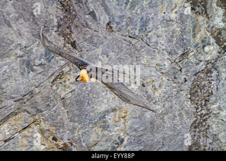 Lammergeier, Gipeto (Gypaetus barbatus), gipeto in volo prima di una parete di roccia, Svizzera Vallese, Leukerbad Foto Stock