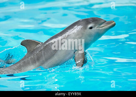 Bottlenosed dolphin, comune bottiglia di delfini dal naso (Tursiops truncatus), nuoto Foto Stock