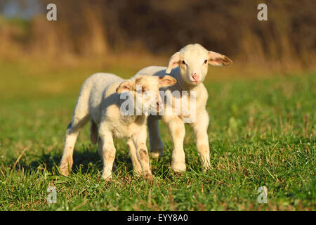 Gli animali domestici delle specie ovina (Ovis ammon f. aries), due piccoli agnelli assieme in un pascolo, Germania Foto Stock