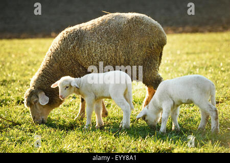 Gli animali domestici delle specie ovina (Ovis ammon f. aries), due piccoli agnelli in piedi insieme con la madre in un pascolo, Germania Foto Stock