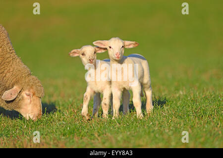 Gli animali domestici delle specie ovina (Ovis ammon f. aries), due piccoli agnelli assieme in un pascolo, Germania Foto Stock