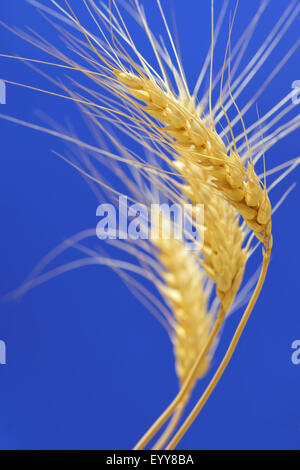 Spikelets e i chicchi di grano su uno sfondo blu Foto Stock