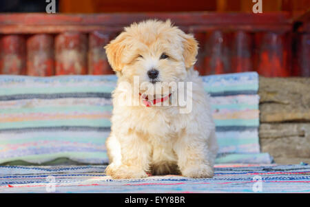 Bella rossastro havanese cucciolo di cane Foto Stock