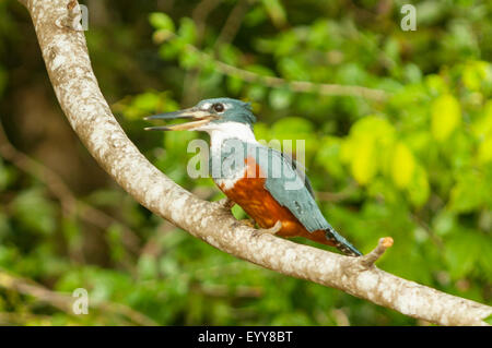 Megaceryle torquata, inanellati Kingfisher, Cuiaba River, Pantanal, Brasile Foto Stock