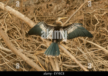 "Anhinga anhinga', anhinga ali di essiccazione, Cuiaba River, Pantanal, Brasile Foto Stock