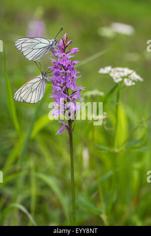 Nero-bianco venato (Aporia crataegi), due nero-bianco venato a un'orchidea, Austria, Tirolo, Lechtaler Alpen Foto Stock