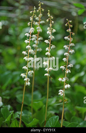 Grandi wintergreen, Round-Leaved wintergreen (Pyrola rotundifolia), infiorescenze, Austria, Tirolo Foto Stock