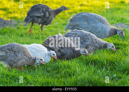 Helmeted faraone (Numida meleagris), helmeted guineafowls sul feed in un prato Foto Stock