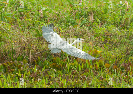 Ardea cocoi, bianco-Airone a collo alto in volo, Transpantaneria autostrada, Pantanal, Brasile Foto Stock