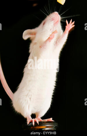 Casa mouse (Mus musculus), mouse bianco in piedi sulle zampe posteriori su un collo di bottiglia, sfondo nero Foto Stock