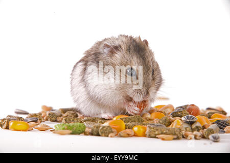 Criceto dorato (mesocricetus auratus), mangiando un criceto, guance di criceto Foto Stock