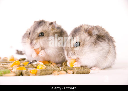 Criceto dorato (mesocricetus auratus), mangiare due criceti, guance di criceto Foto Stock